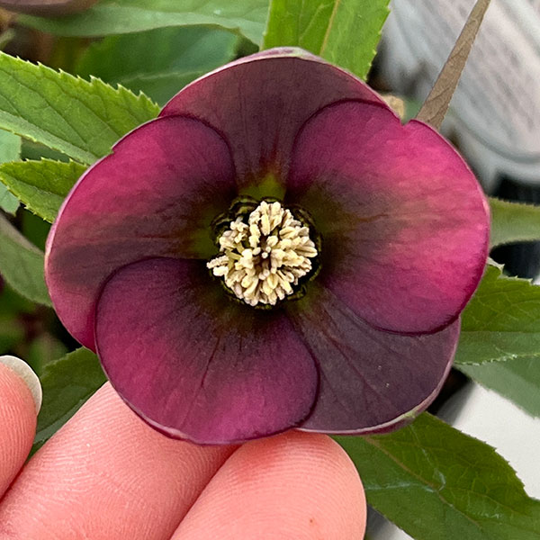 横山園芸さんのクリスマスローズ：26-11プチドール4.5号ポット【現品販売】