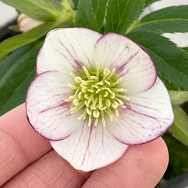 横山園芸さんのクリスマスローズ：26-15プチドール4.5号ポット【現品販売】