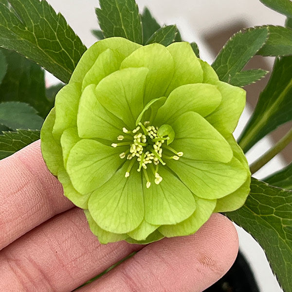 横山園芸さんのクリスマスローズ：26-17プチドールダブル4.5号ポット【現品販売】