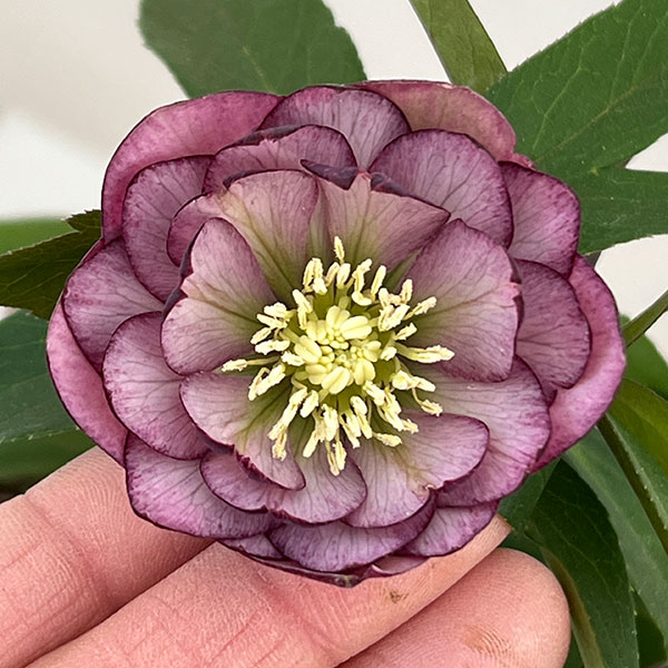 横山園芸さんのクリスマスローズ：26-18プチドールダブル4.5号ポット【現品販売】