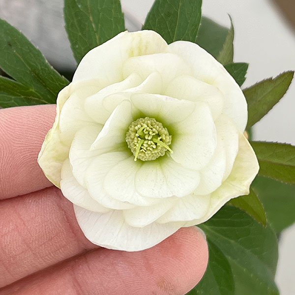 横山園芸さんのクリスマスローズ：26-19プチドールダブル4.5号ポット【現品販売】