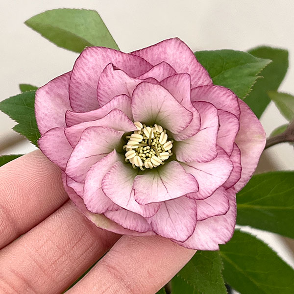 横山園芸さんのクリスマスローズ：26-21プチドールダブル4.5号ポット【現品販売】