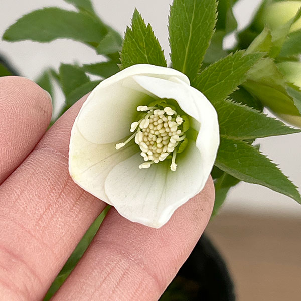 横山園芸さんのクリスマスローズ：26-22ベビードール4.5号ポット【現品販売】