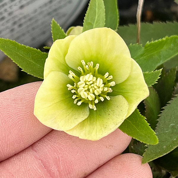 横山園芸さんのクリスマスローズ：26-24ベビードール4.5号ポット【現品販売】