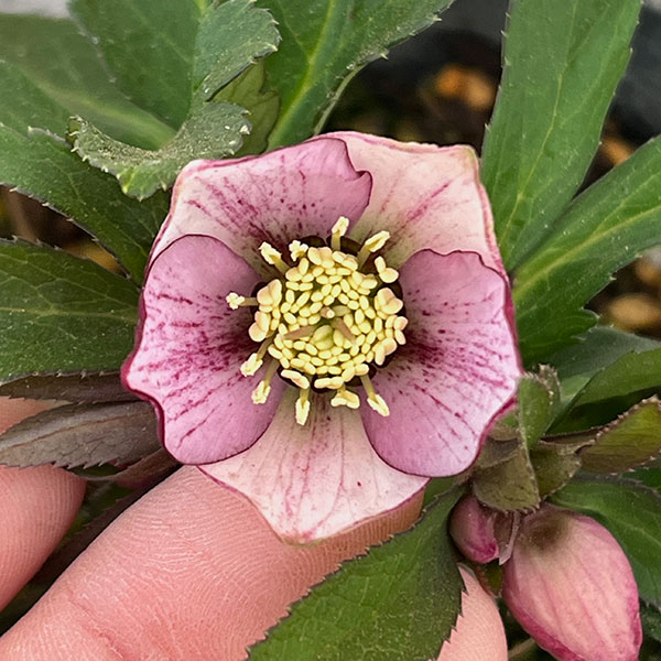 横山園芸さんのクリスマスローズ：26-25ベビードール4.5号ポット【現品販売】