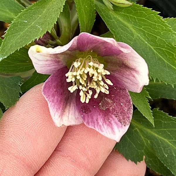 横山園芸さんのクリスマスローズ：26-27ベビードール4.5号ポット【現品販売】