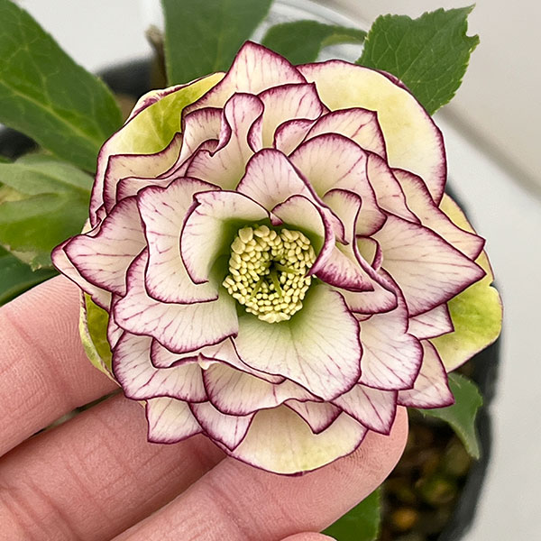 横山園芸さんのクリスマスローズ：26-30ダブル4.5号ポット【現品販売】