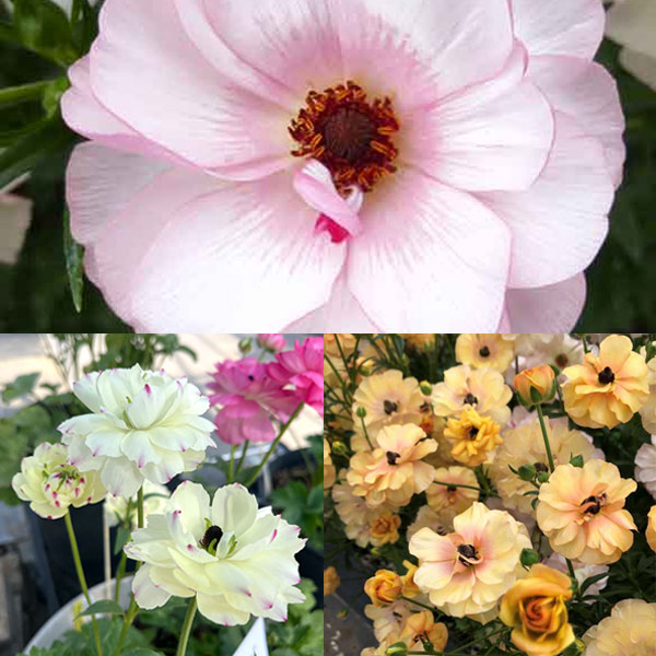 ラナンキュラス：ラックス3種セット／ヴィーナス・ベスタリス・ペネロペ3.5-4号ポット