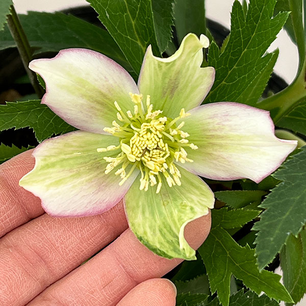 花郷園さんのクリスマスローズ：26-01シングル4.5号ポット【現品販売】