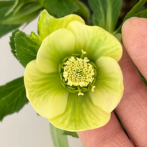 花郷園さんのクリスマスローズ：26-04シングル4.5号ポット【現品販売】