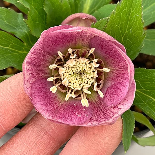 花郷園さんのクリスマスローズ：26-05シングル4.5号ポット【現品販売】