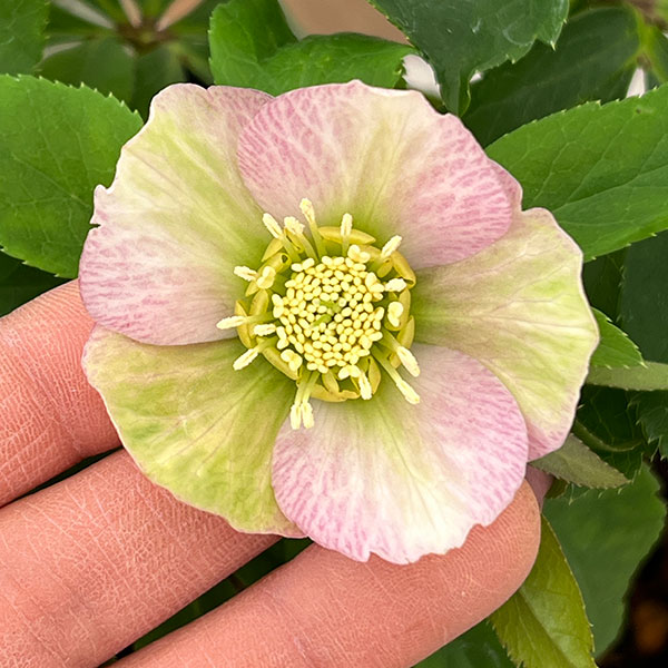 花郷園さんのクリスマスローズ：26-07シングル4.5号ポット【現品販売】