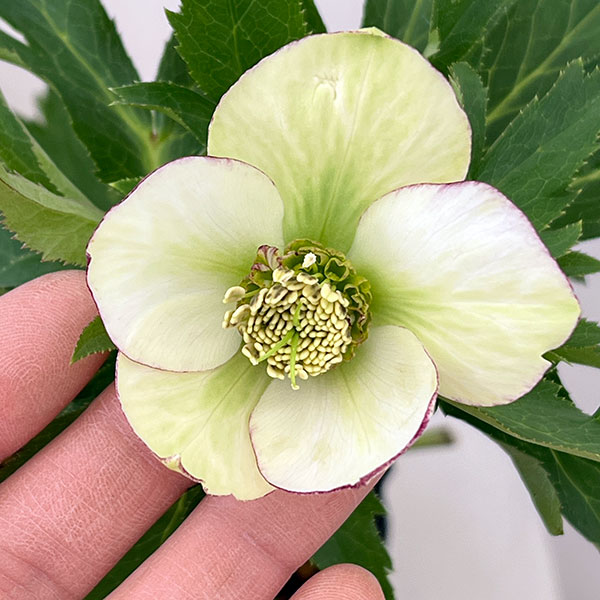 花郷園さんのクリスマスローズ：26-08シングル4.5号ポット【現品販売】