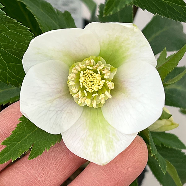 花郷園さんのクリスマスローズ：26-10シングル4.5号ポット【現品販売】