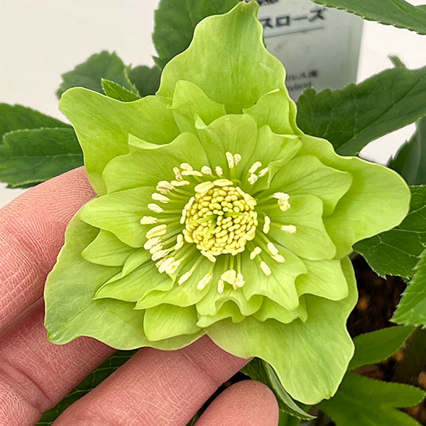 花郷園さんのクリスマスローズ：26-12ダブル4.5号ポット【現品販売】