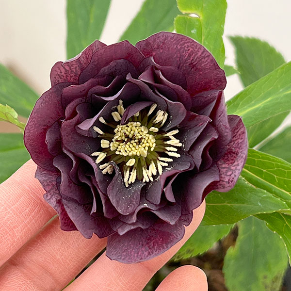 花郷園さんのクリスマスローズ：26-13ダブル4.5号ポット【現品販売】