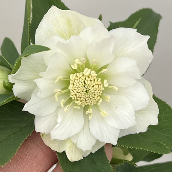 花郷園さんのクリスマスローズ：26-16ダブル4.5号ポット【現品販売】