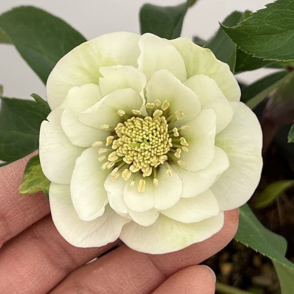 花郷園さんのクリスマスローズ：26-17ダブル4.5号ポット【現品販売】