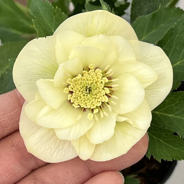 花郷園さんのクリスマスローズ：26-19ダブル4.5号ポット【現品販売】