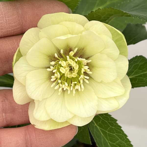 花郷園さんのクリスマスローズ：26-20ダブル4.5号ポット【現品販売】