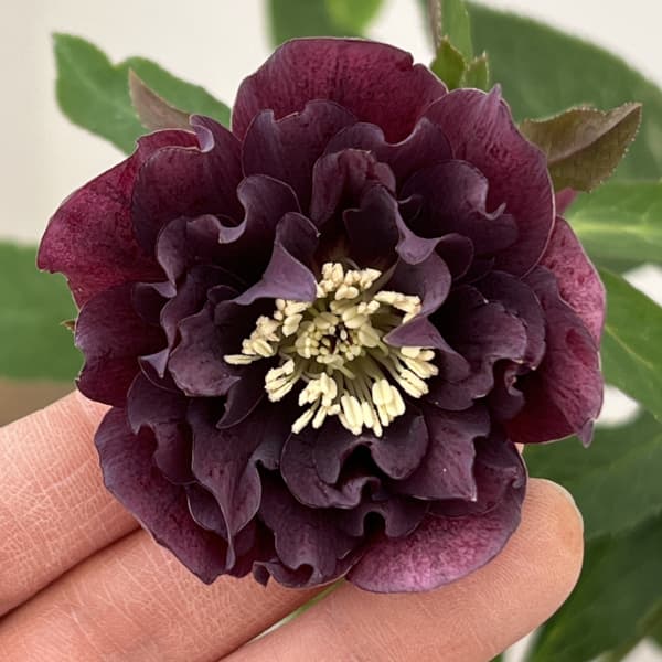 花郷園さんのクリスマスローズ：26-21ダブル4.5号ポット【現品販売】