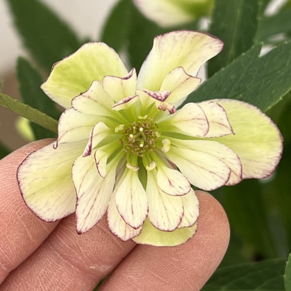 花郷園さんのクリスマスローズ：26-22ダブル4.5号ポット【現品販売】