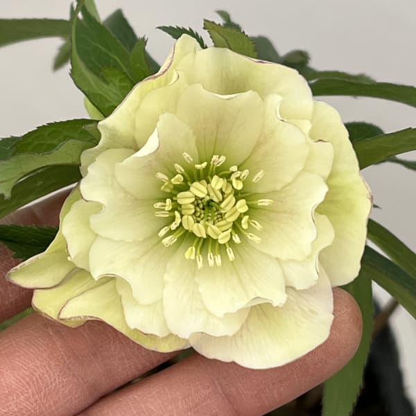 花郷園さんのクリスマスローズ：26-23ダブル4.5号ポット【現品販売】