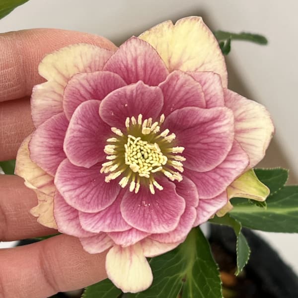 花郷園さんのクリスマスローズ：26-24ダブル4.5号ポット【現品販売】