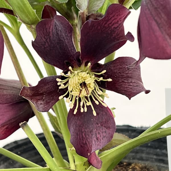 花郷園さんのクリスマスローズ：26-25セミダブル4.5号ポット【現品販売】