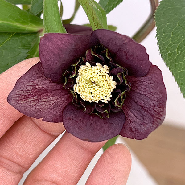 花郷園さんのクリスマスローズ：26-29セミダブル4.5号ポット【現品販売】