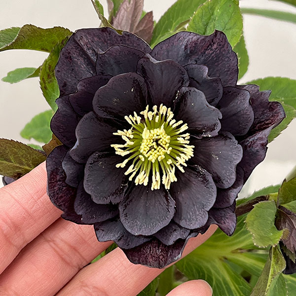 花郷園さんのクリスマスローズ：26-30ダブル4.5号ポット【現品販売】