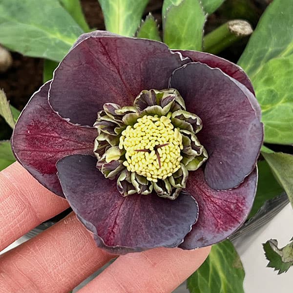 花郷園さんのクリスマスローズ：26-31セミダブル4.5号ポット【現品販売】