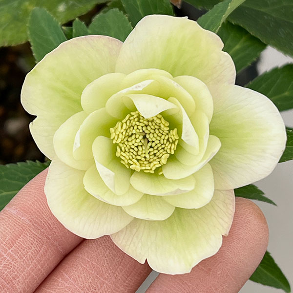 花郷園さんのクリスマスローズ：26-32ダブル4.5号ポット【現品販売】