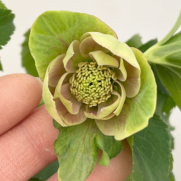 花郷園さんのクリスマスローズ：26-39ピンクミラージュ4.5号ポット【現品販売】