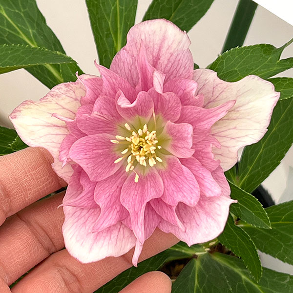 花郷園さんのクリスマスローズ：26-40ピンクオーガンジー4.5号ポット【現品販売】