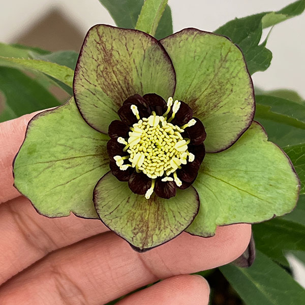 花郷園さんのクリスマスローズ：26-41寂助（さびすけ）4.5号ポット【現品販売】