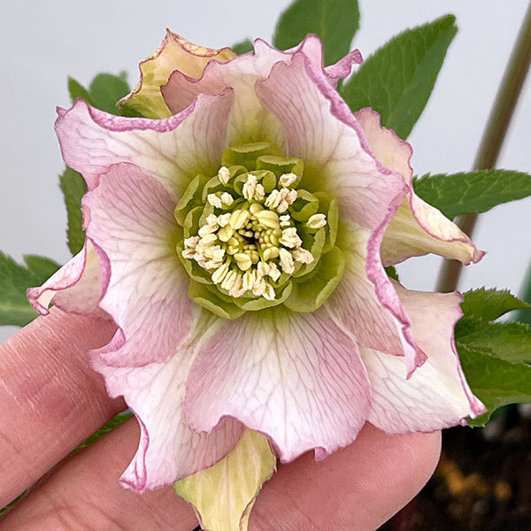 花郷園さんのクリスマスローズ：26-42パピエ5号スクエア鉢【現品販売】