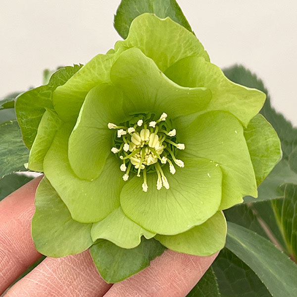 花郷園さんのクリスマスローズ：26-45パピエグリーン5号スクエア鉢【現品販売】