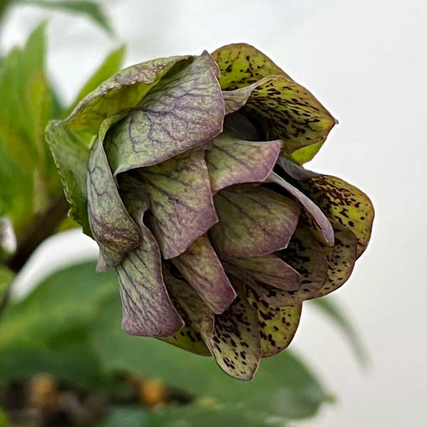 花郷園さんのクリスマスローズ：26-48パピエアンティーク5号スクエア鉢