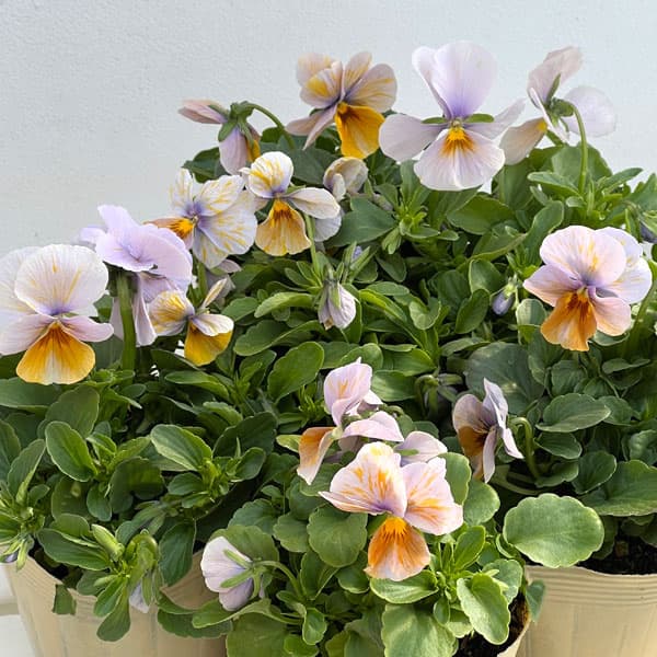 ビオラ：エボルベ　オーララ！舞扇（まいせん）3.5号ポット