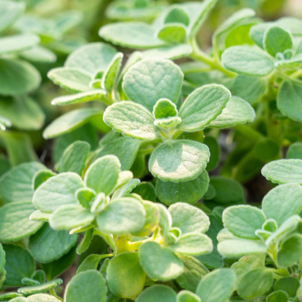 アロマティカス3号ポット* 12株セット