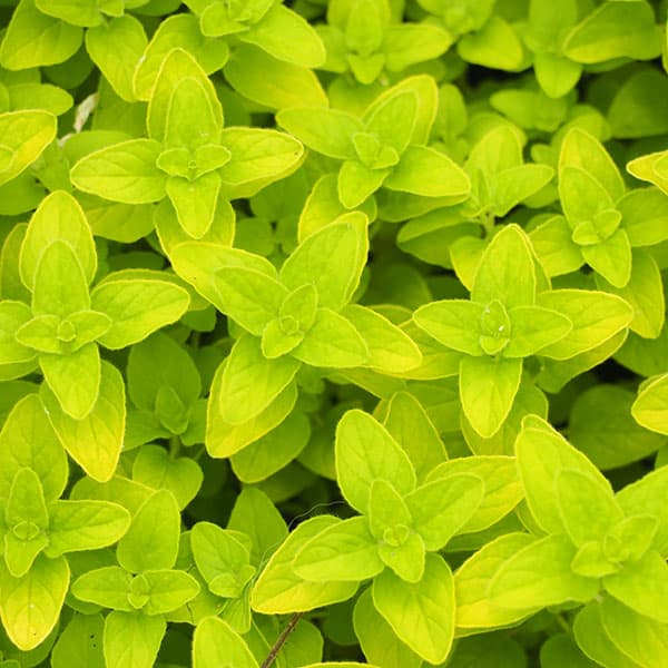 オレガノ：ゴールデンオレガノ3号ポット 12株セット