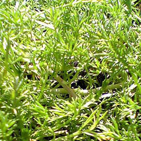 カモミール：ノンフラワーカモミール3号ポット 6株セット