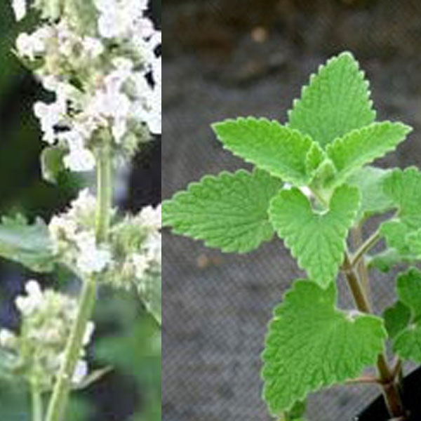 キャットニップ（ネペタ）：レモン3号ポット 6株セット