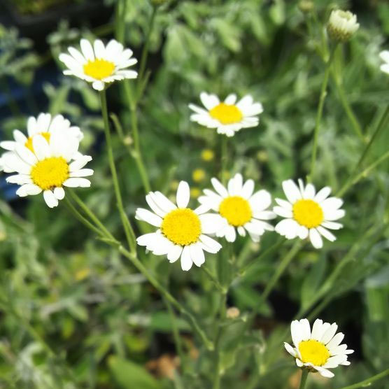 コストマリー3号ポット 12株セット