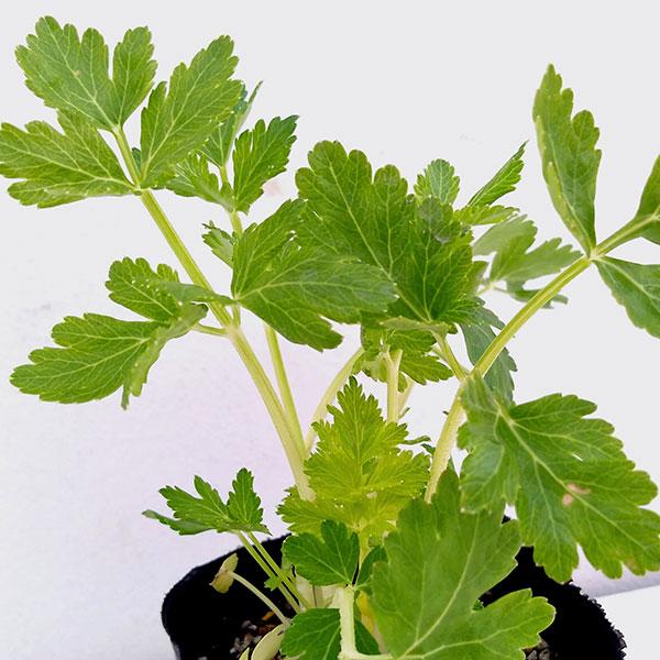スープセロリ:ミニホワイト3号ポット 12株セット