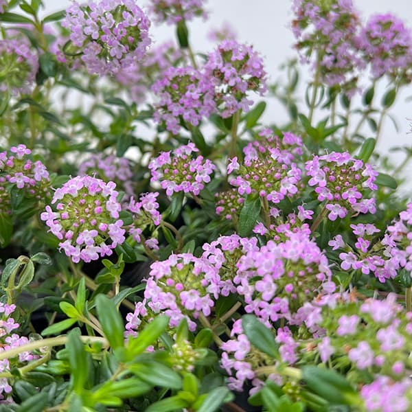 タイム（ほふく性）：クリーピングタイム3号ポット 12株セット