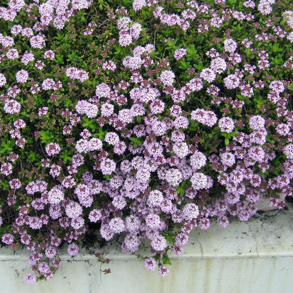 [送料無料]タイム（ほふく性）：ロンギカウリス3-3.5号ポット 24株セット