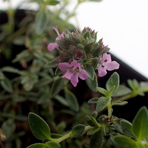 タイム（半ほふく性）：キャラウェイタイム3号ポット 12株セット