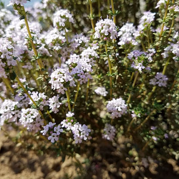 タイム（立性）：コモンタイム3-3.5号ポット 6株セット